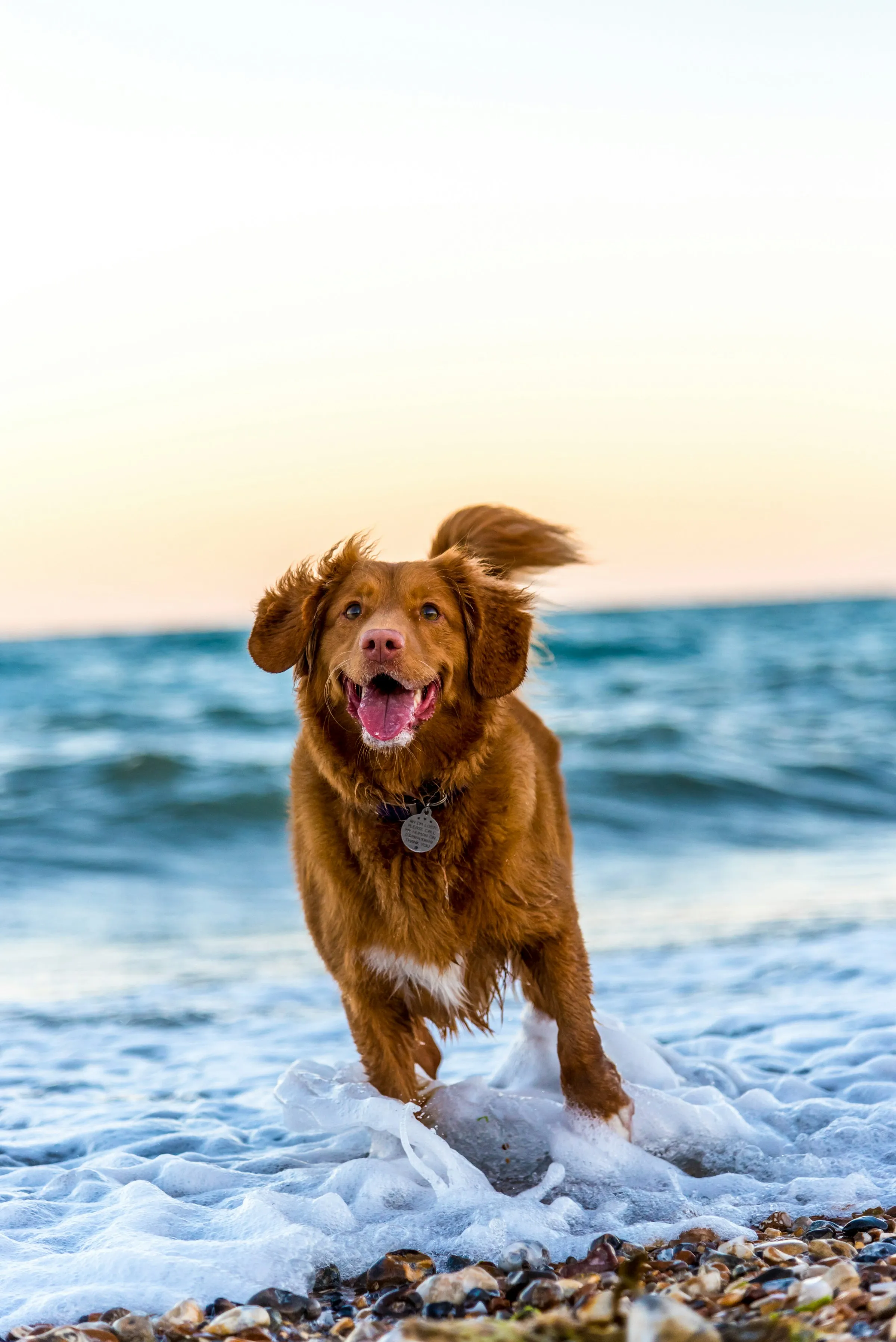 Calm Companion Training