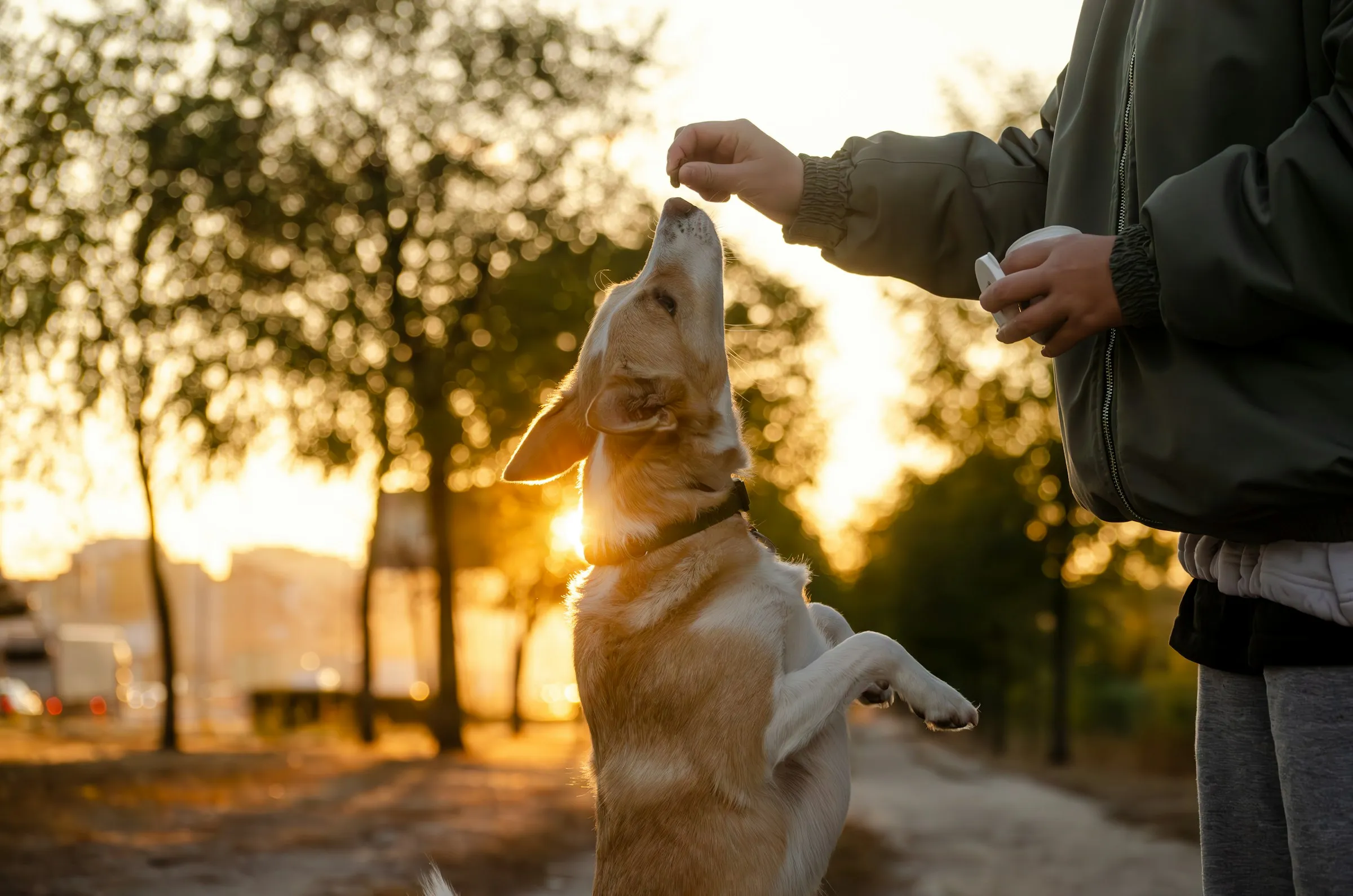Dog training