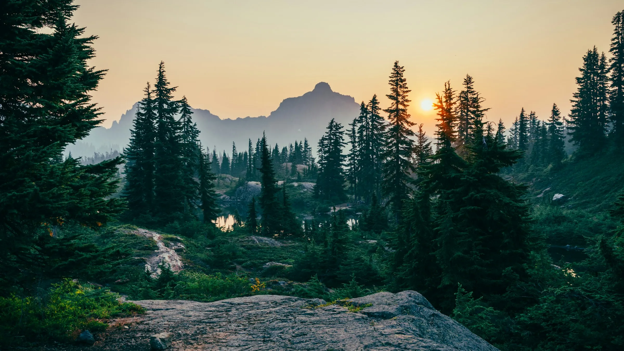 Forest Background