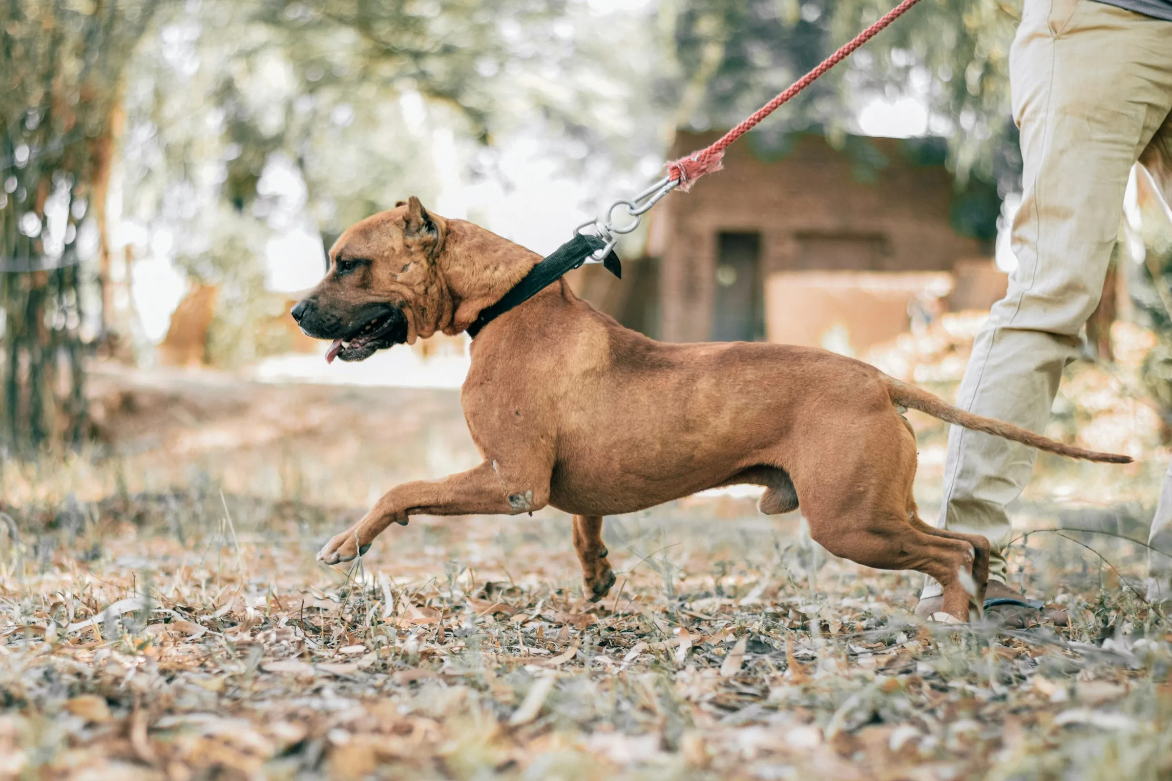 Reactive protector dog