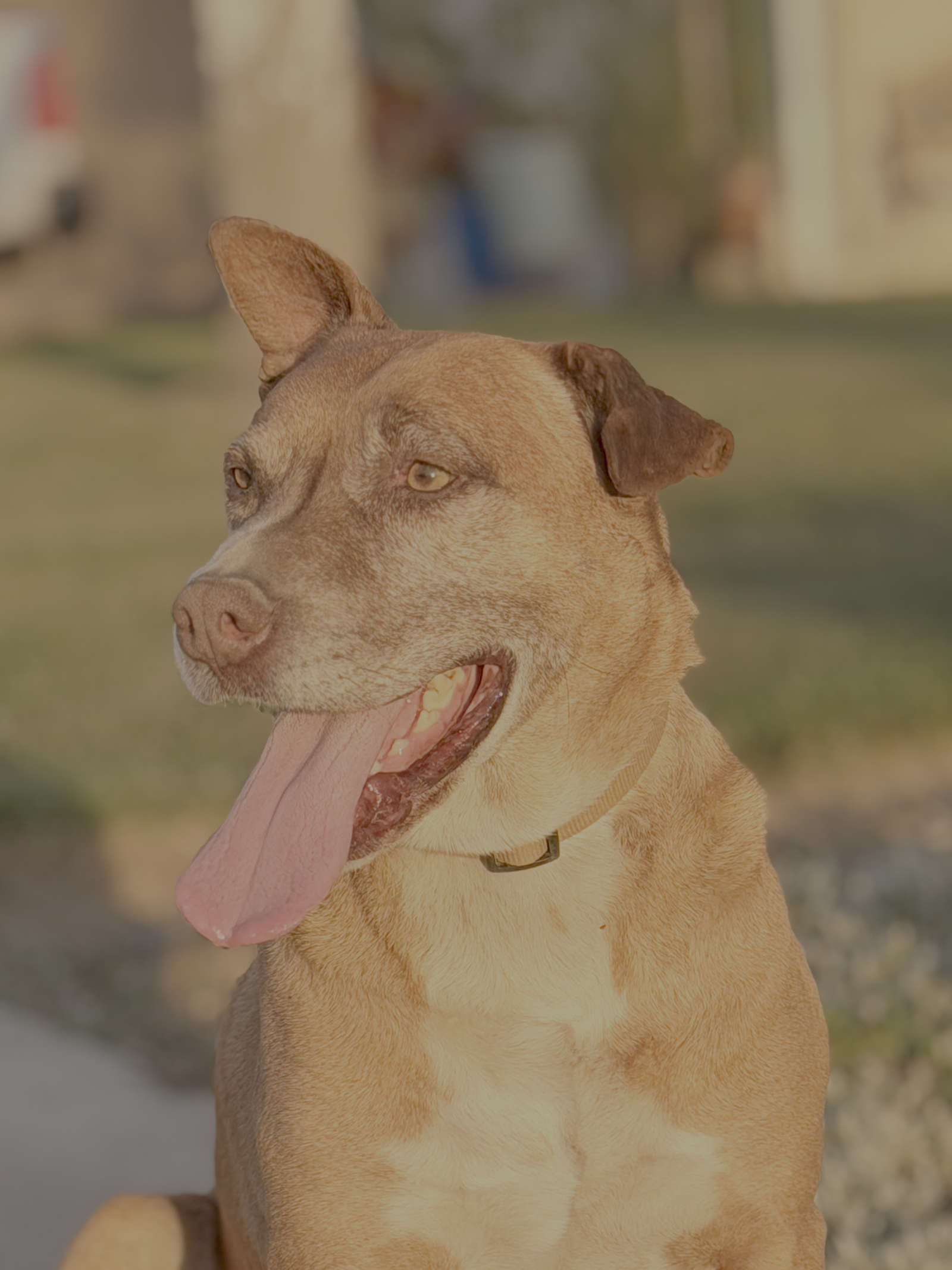 Simba — Lead Helper Dog